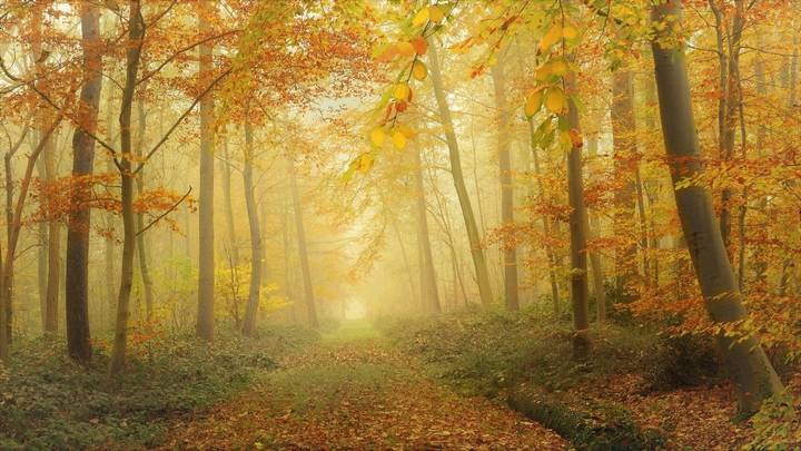 The colors of the autumn.