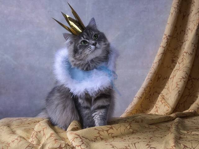 Но о том, что принцессой была, я хочу, чтобы я не забыла