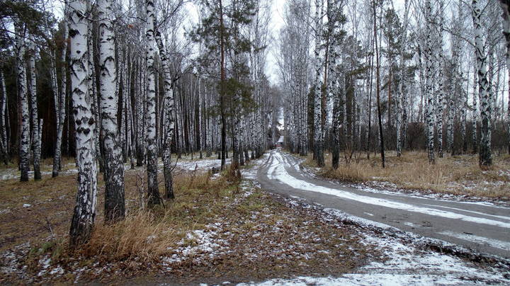 Берёзовая роща . Ноябрь .