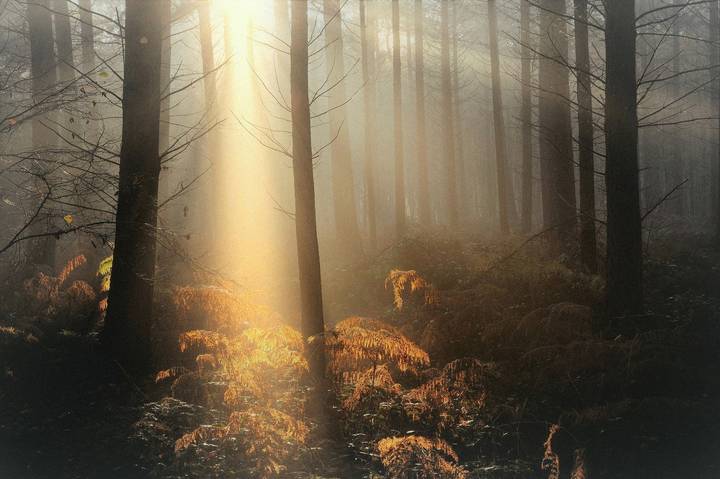 The mysterious forest.