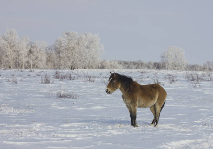 Среди зимы