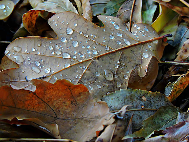 Autumn Leaves