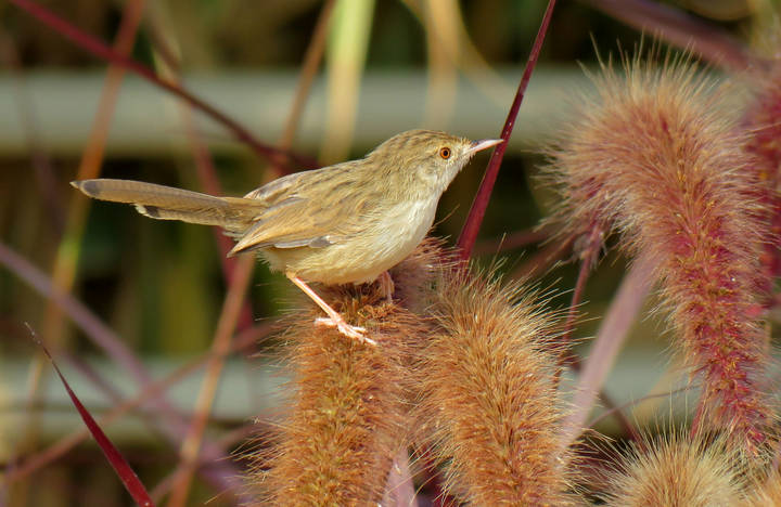 - Приния изящная (Prinia gracilis)
