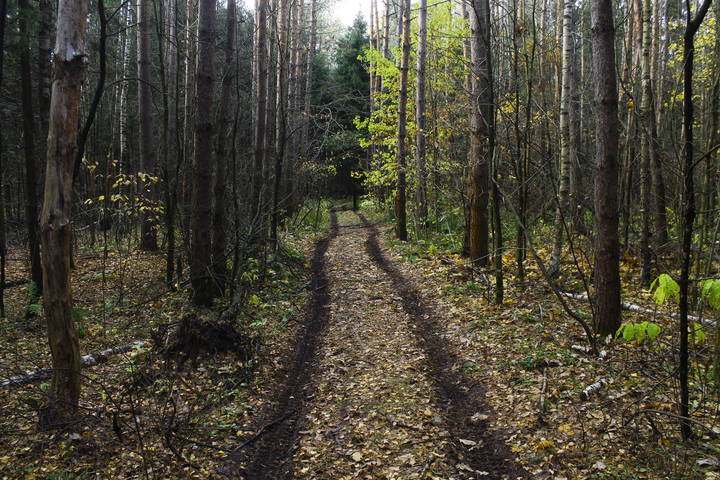 Осенний лес в Подмосковье