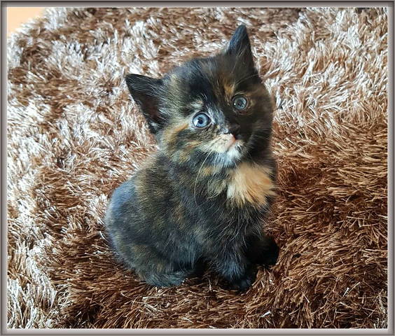 Котёночек.