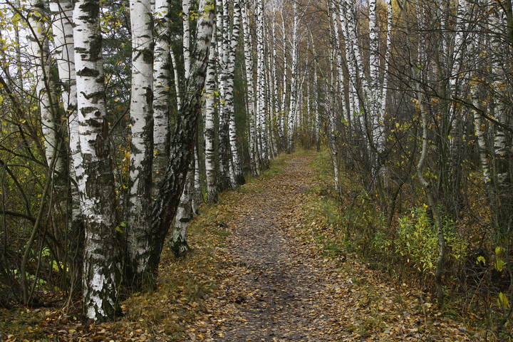 Осень в Подмосковье