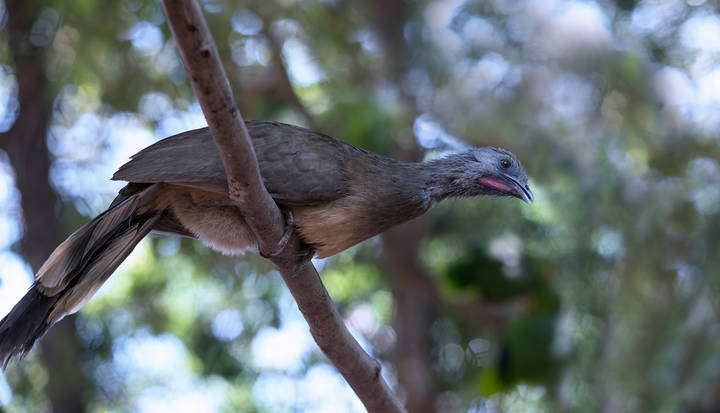 Grey-Headed Chachalaca ~ Сероголовая чачалака
