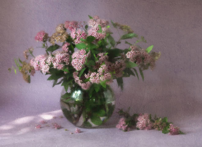 Спирея