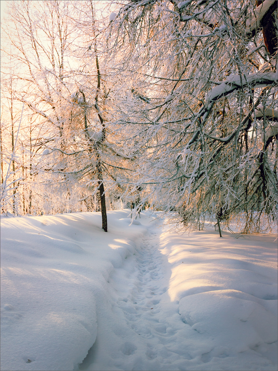 Прогулка в зимнем лесу...