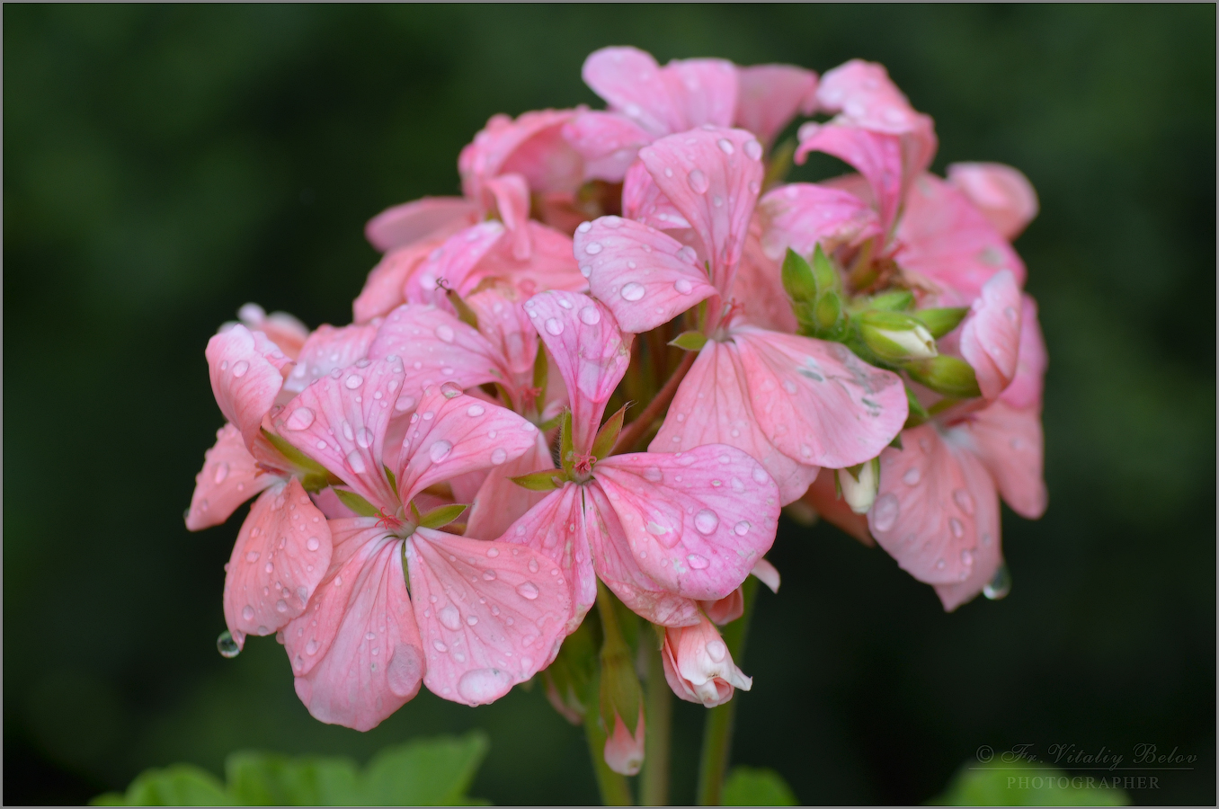  Упали капли дождевые, на нежный розовый цветок...