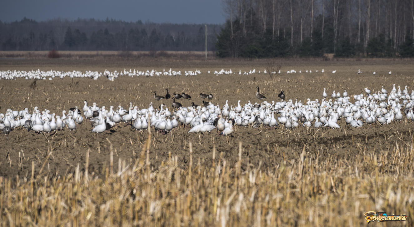 Snow goose migration Fall 2017