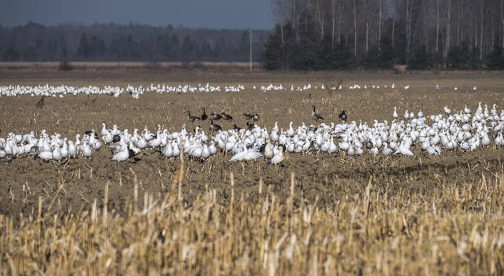 Snow goose migration Fall 2017