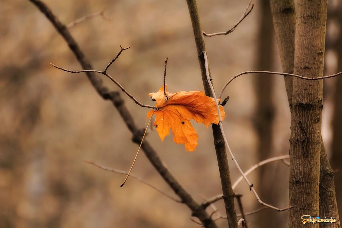 Осенний лист кленовый