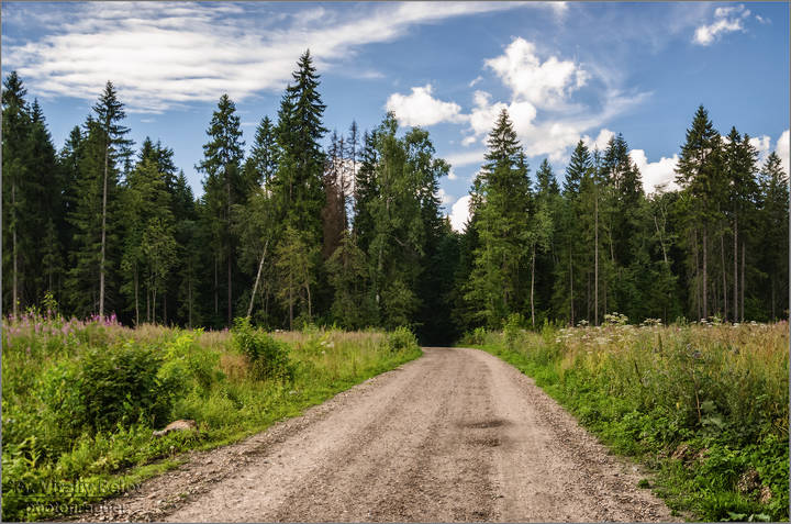 Дорога в Абрамцевский лес