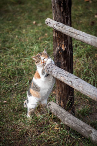 Котофото