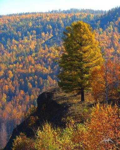 Лиственница
