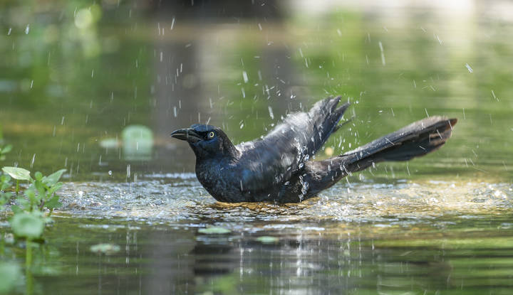 Boat-tailed grackle