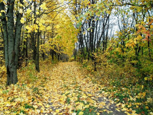 Осень в лесу