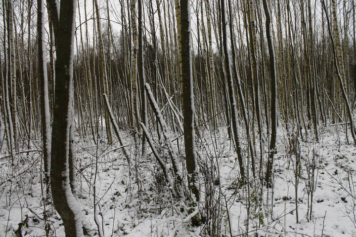 В окрестностях Хотькова (Московская область)