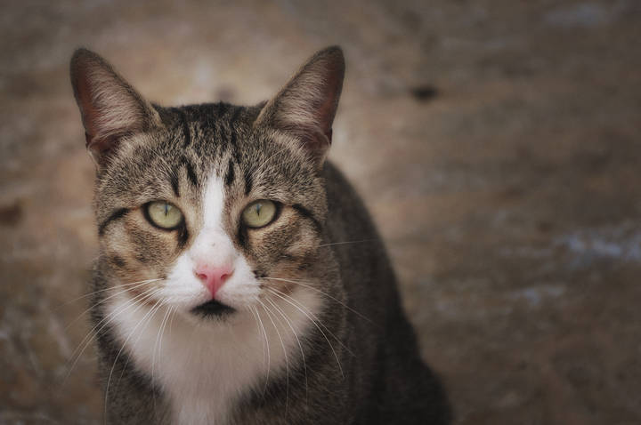 Unknown cat.