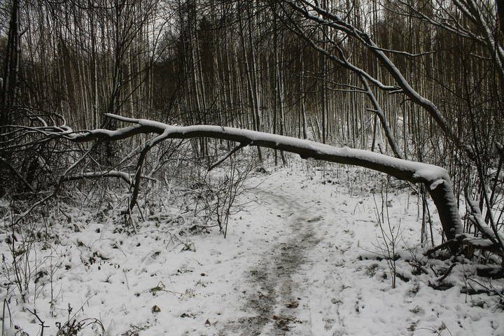 В окрестностях Хотькова (Московская область)