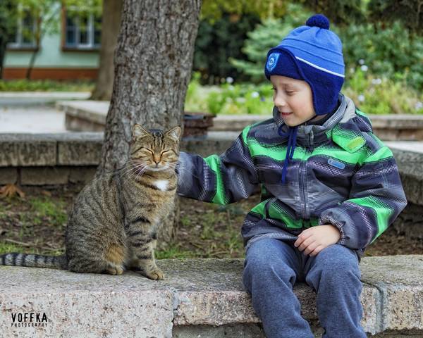 погладь кота