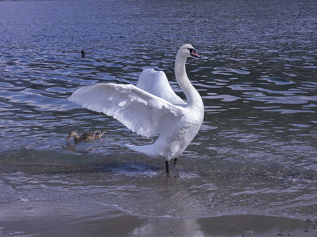 Лебедь на озере Комо.
