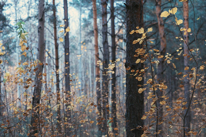 November