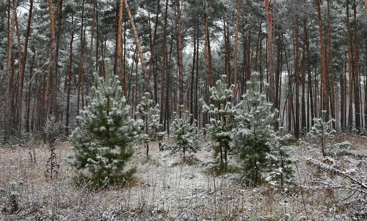  Первый снег