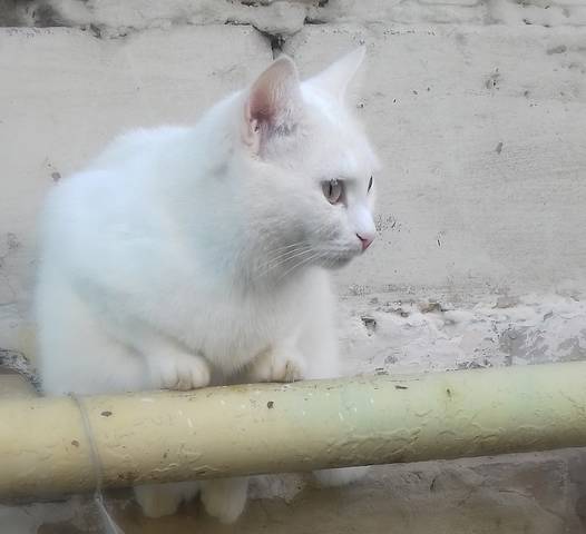 Котик на прогулке.