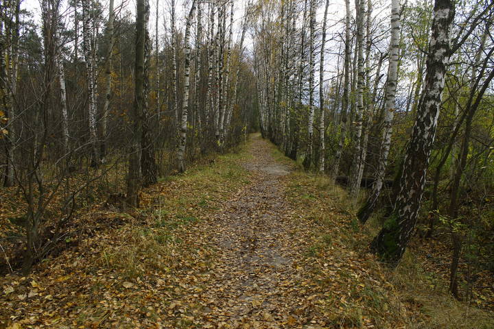 Осень в Подмосковье