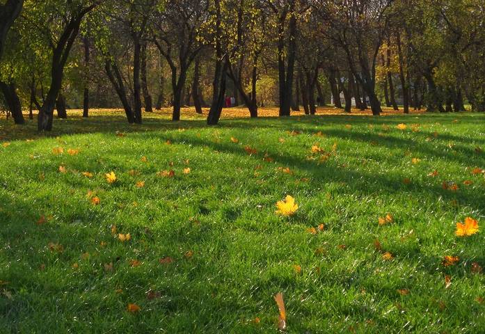 Оранжево-желтое на зеленом