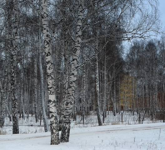 Берёзовая роща . Академгородок Новосибирска .