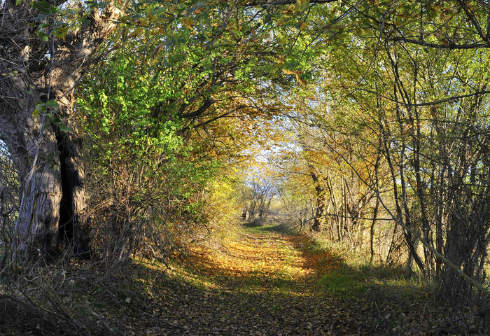 Осень