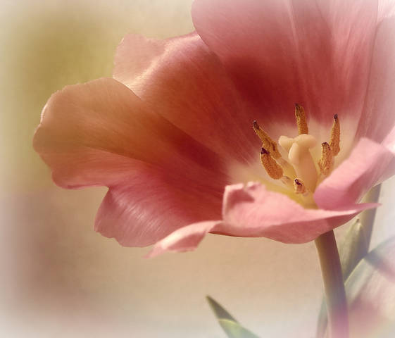 Тюльпан