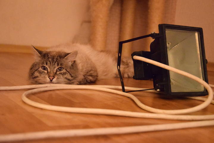 кот Алексей