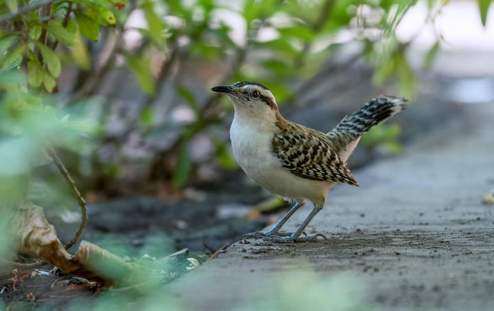 Rufous-naped Wren ~   Campylorhynchus rufinucha