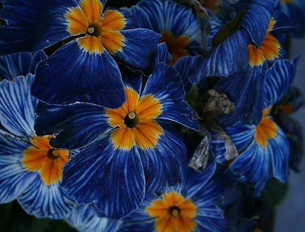 Blue Velvet