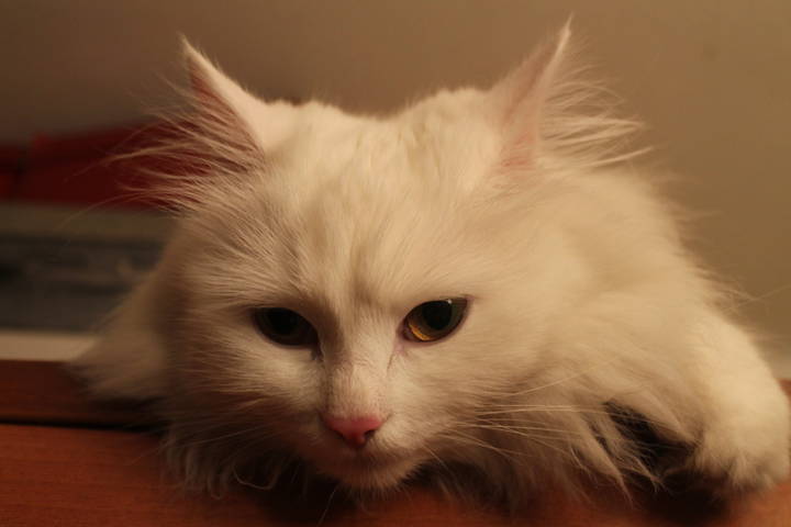 Кошка Ася