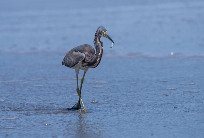 Tricolored heron~Трёхцветная цапля