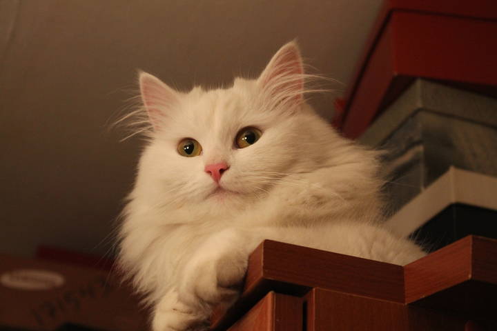 Кошка Ася