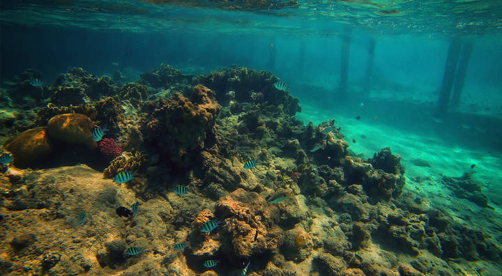 Подводный мир красного моря.