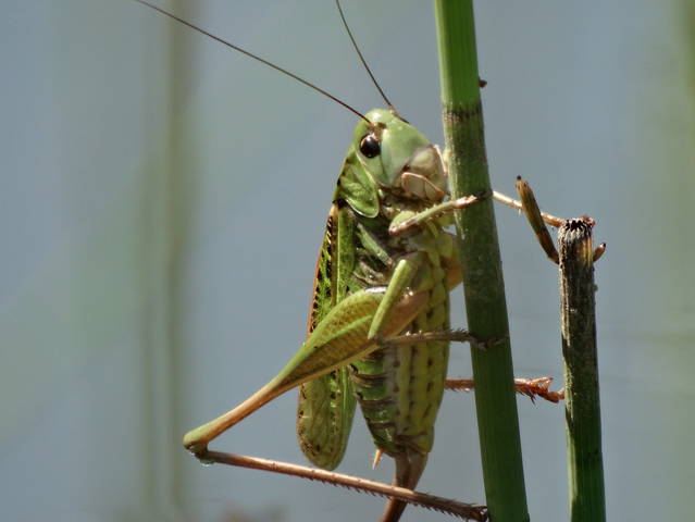 Кузнечик