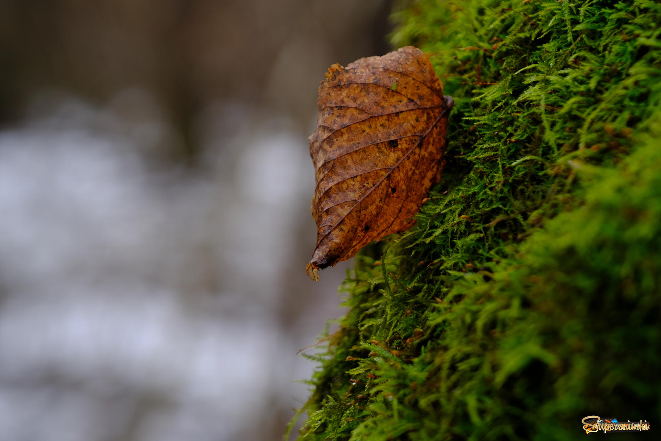 "Мхом душистым и прелыми листьями, древесиной и влажной землёй пахнет лес..". 