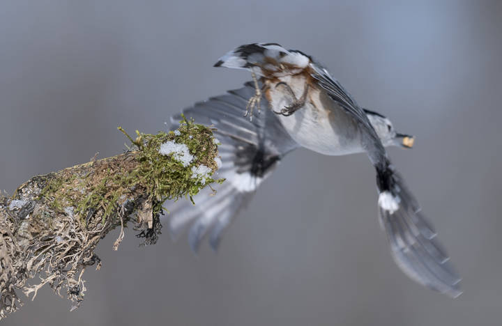 White-breasted Nuthatch