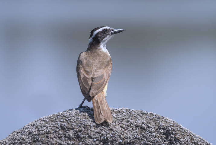 Great kiskadee
