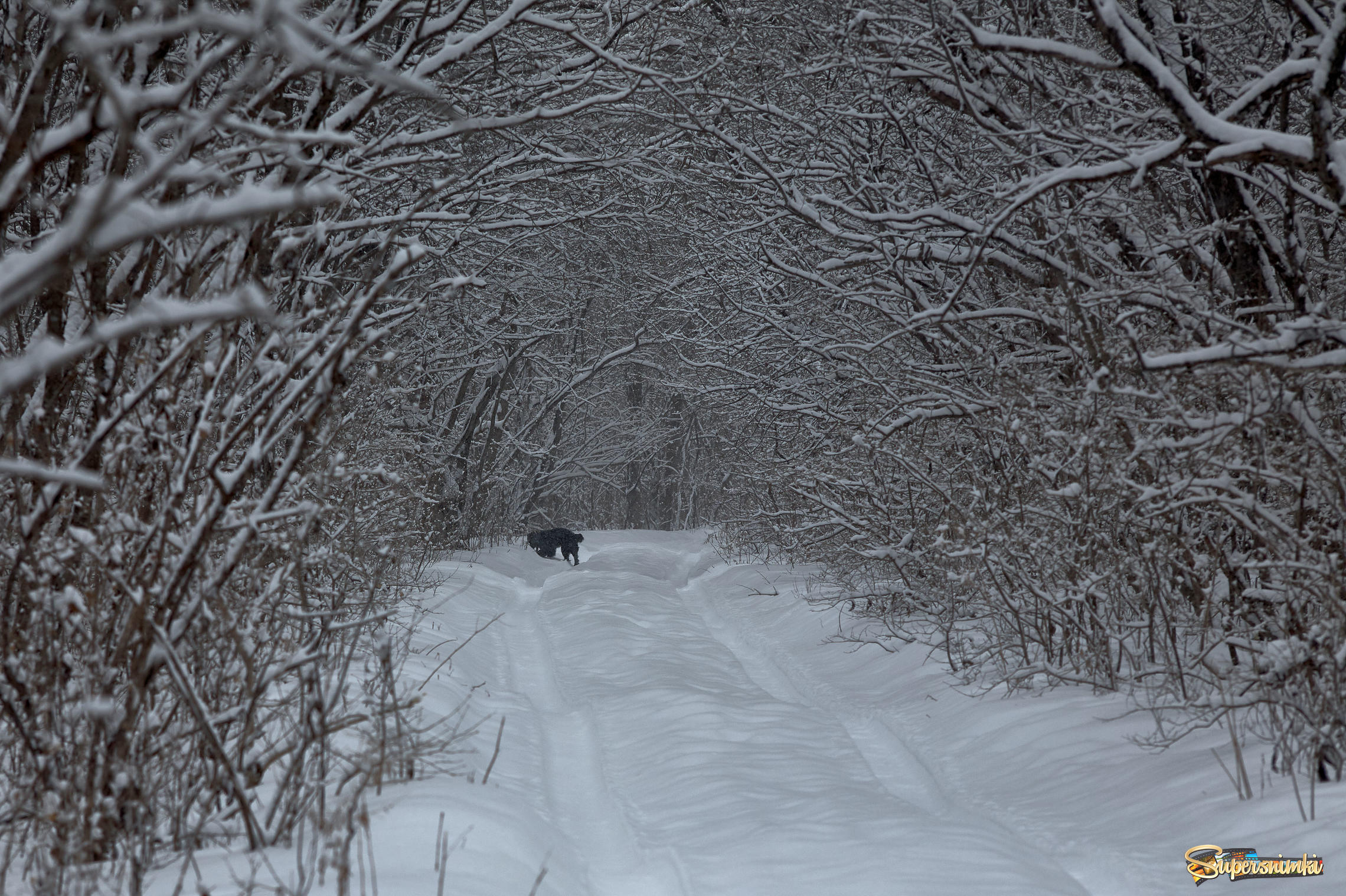 зимний пейзаж с собакой