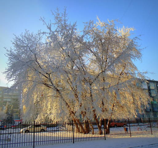 Дерево в инее.