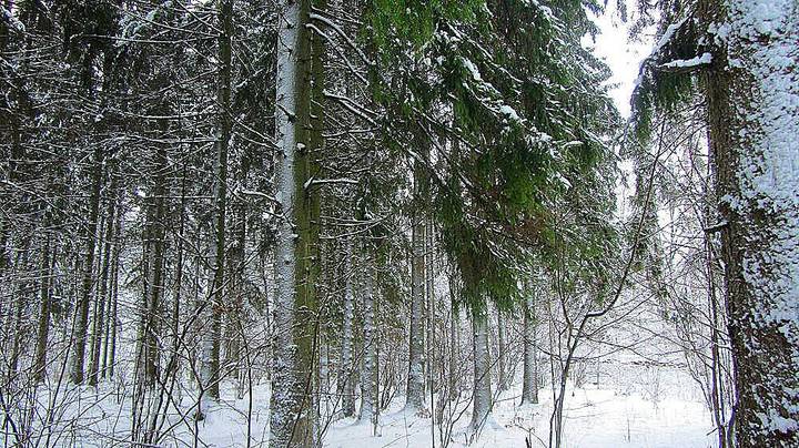 Зимний  лес