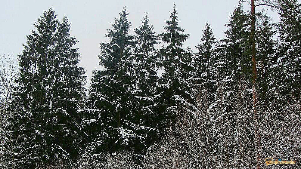 Зимний  лес